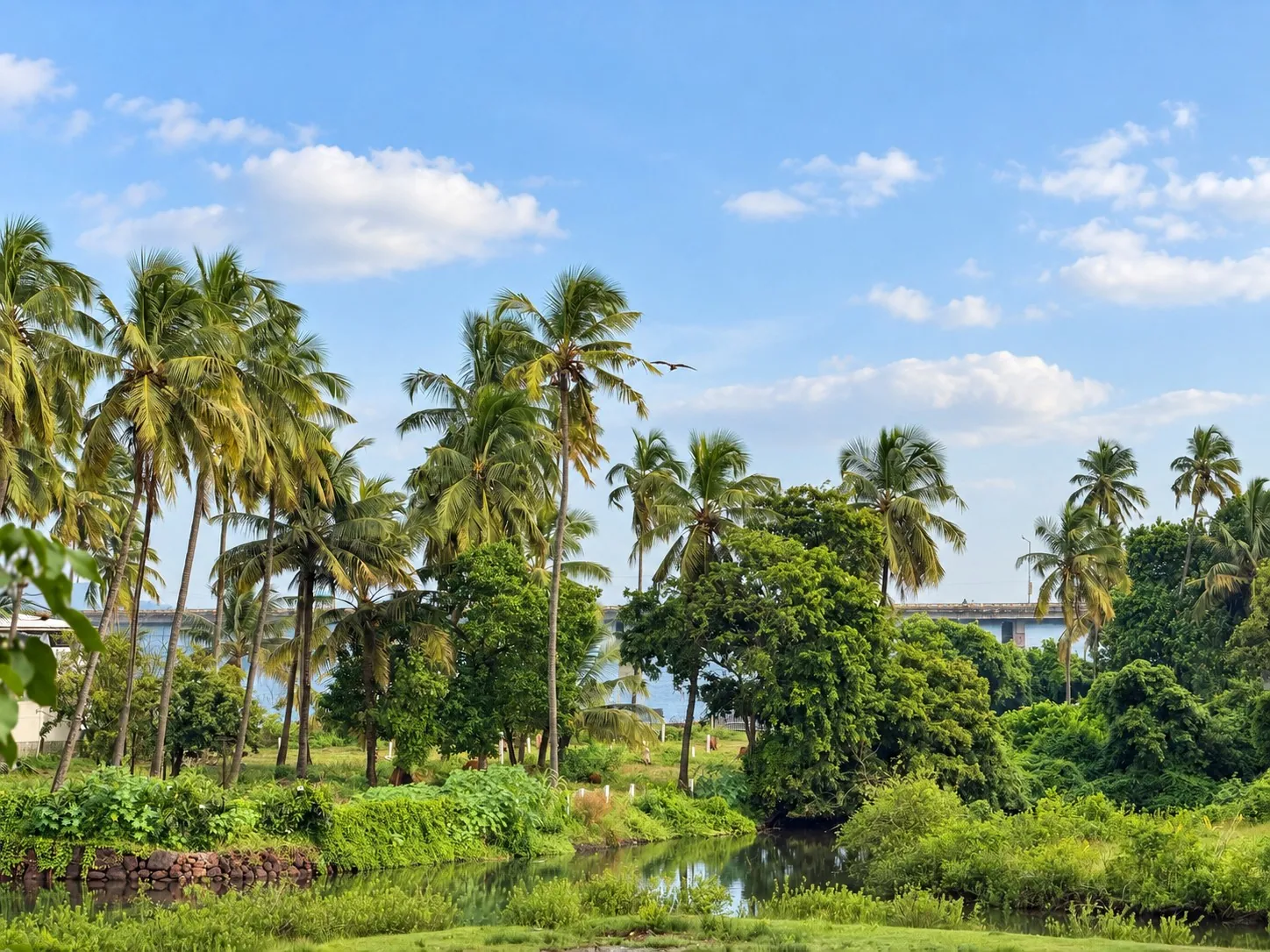 Coconut palms along the water near Rivara, with a bridge in the distance