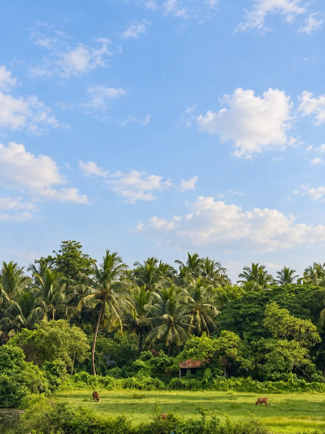 Green fields, grazing cows and a line of coconut palms