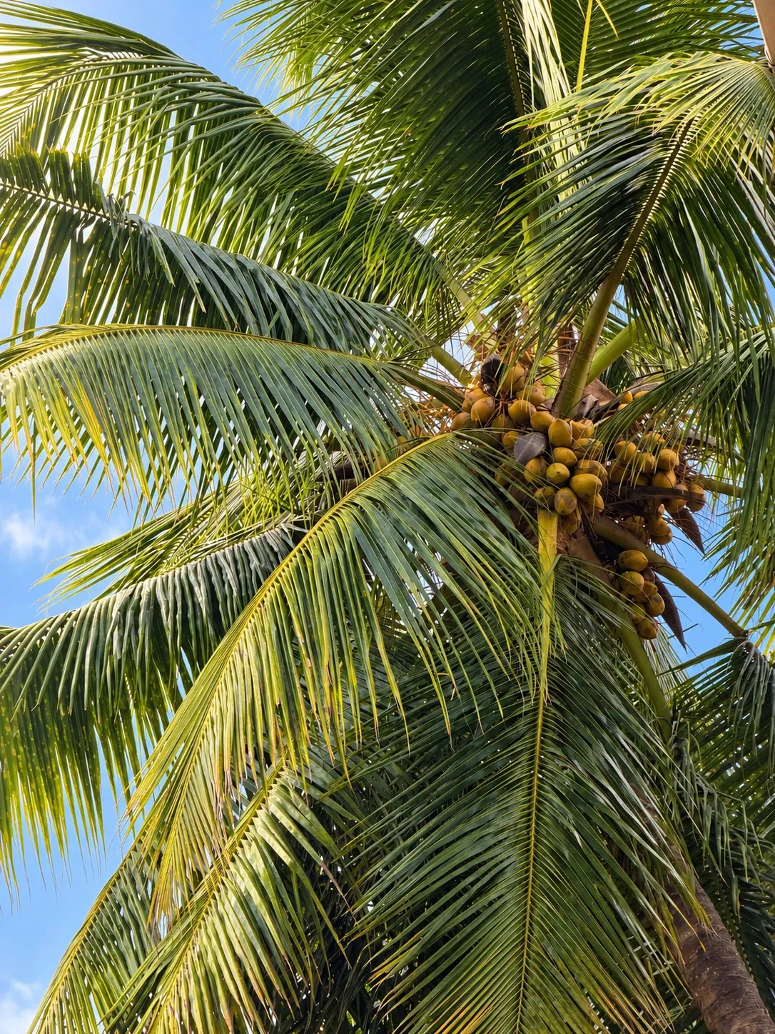 A coconut palm heavy with coconuts against a blue sky